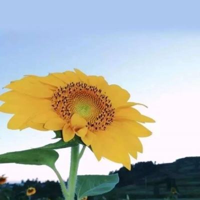 lm体育官网下载